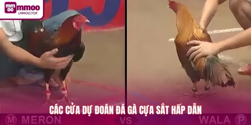 Các cửa dự đoán đá gà cựa sắt hấp dẫn