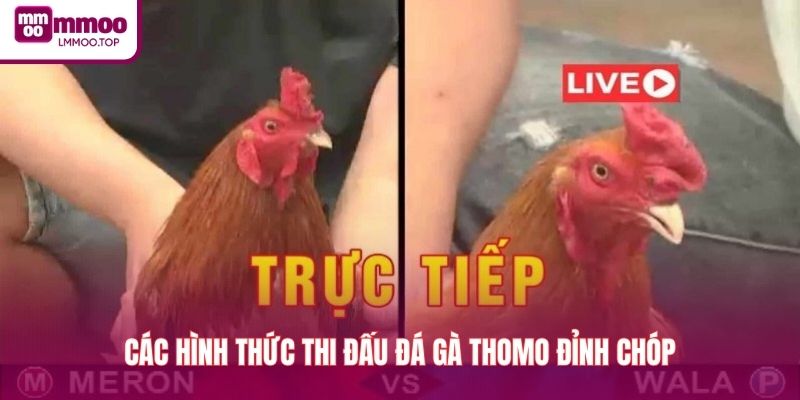 Các hình thức thi đấu đá gà Thomo đỉnh chóp