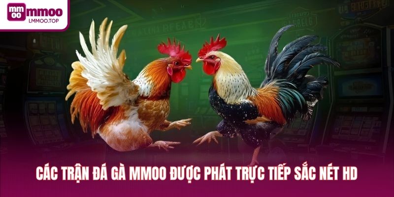 Các trận đá gà MMOO được phát trực tiếp sắc nét HD