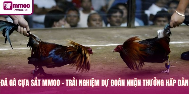 Đá Gà Cựa Sắt MMOO - Trải Nghiệm Dự Đoán Nhận Thưởng Hấp Dẫn