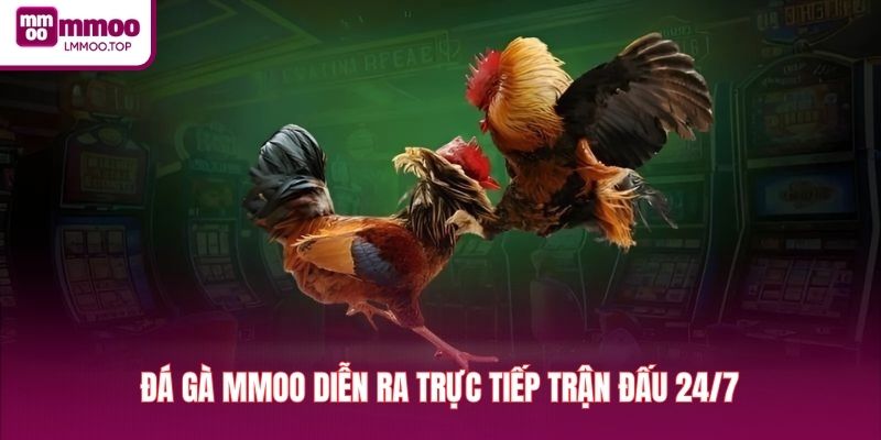 Đá gà MMOO diễn ra trực tiếp trận đấu 24/7