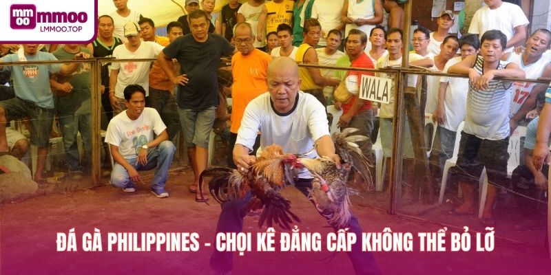 Đá Gà Philippines - Chọi Kê Đẳng Cấp Không Thể Bỏ Lỡ