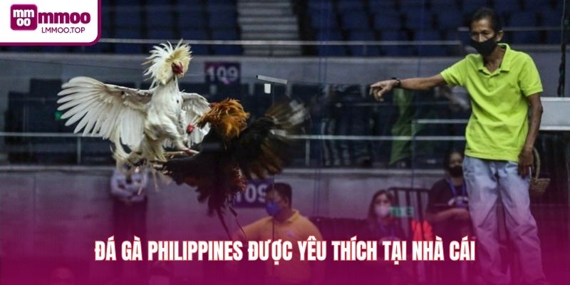 Đá gà Philippines được yêu thích tại nhà cái