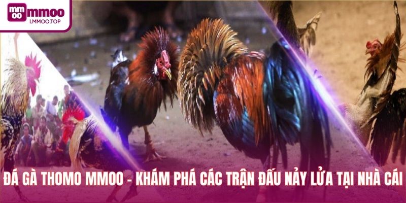 Đá Gà Thomo MMOO - Khám Phá Các Trận Đấu Nảy Lửa Tại Nhà Cái