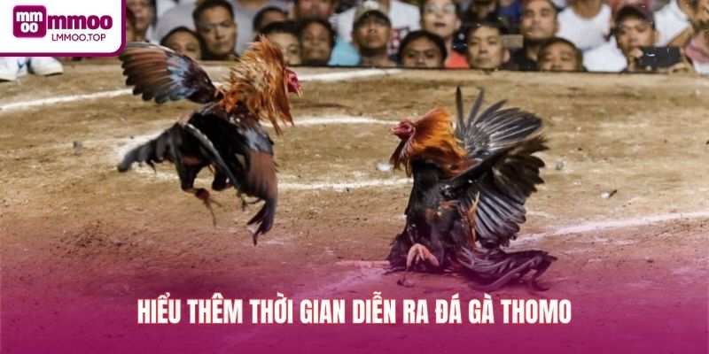 Hiểu thêm thời gian diễn ra đá gà Thomo