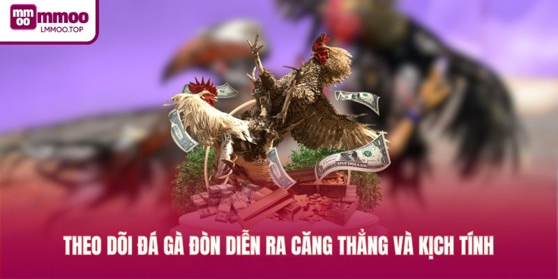 Theo dõi đá gà đòn diễn ra căng thẳng và kịch tính