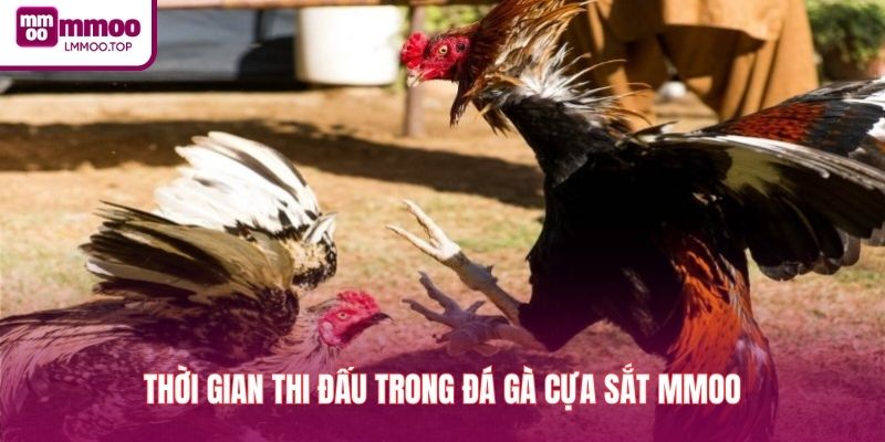 Thời gian thi đấu trong đá gà cựa sắt MMOO