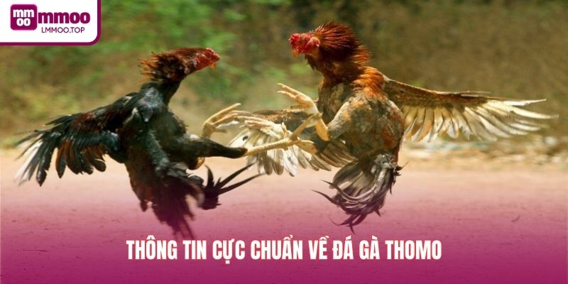 Thông tin cực chuẩn về đá gà Thomo