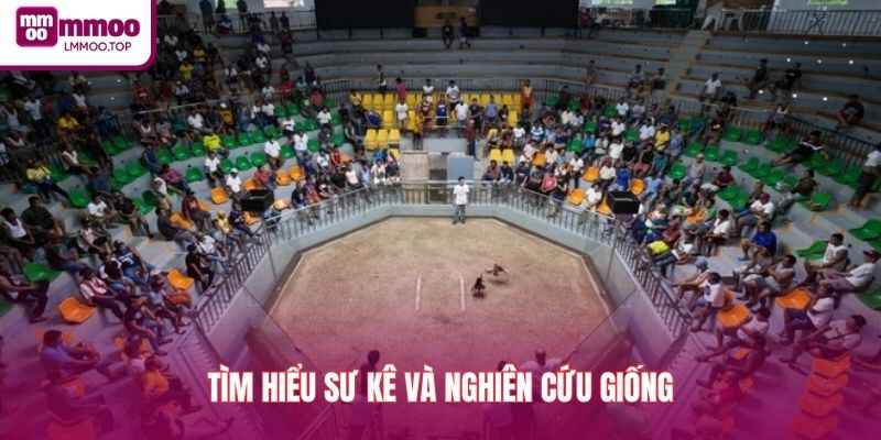 Tìm hiểu sư kê và nghiên cứu giống