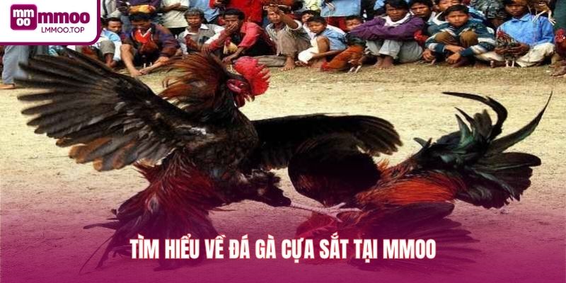 Tìm hiểu về đá gà cựa sắt tại MMOO